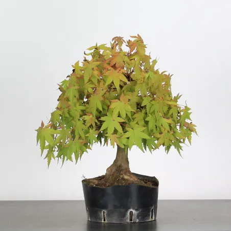 Bonsai Acer Palmatum AP-1-4