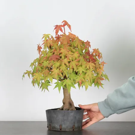 Bonsai Acer Palmatum AP-1-8