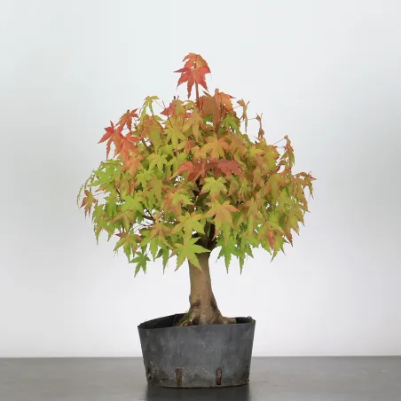 image supplémentaire - ACER PALMATUM AP-1-8