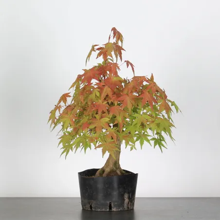 ACER PALMATUM AP 1-12