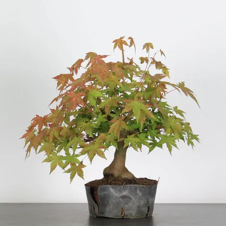 Bonsai Acer Palmatum AP-1-16