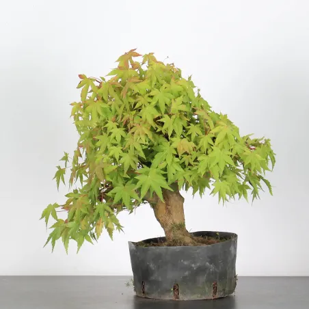 ACER PALMATUM AP 1-17