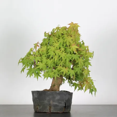 image supplémentaire - ACER PALMATUM AP 1-17