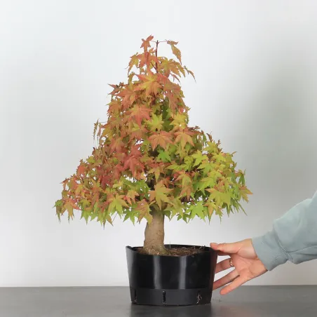 Bonsai Acer Palmatum AP-2-1