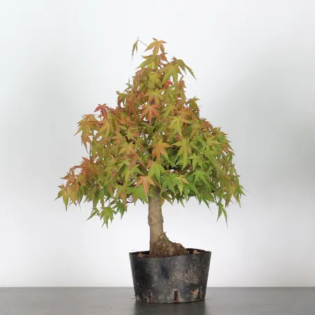 Bonsai Acer Palmatum AP-2-2