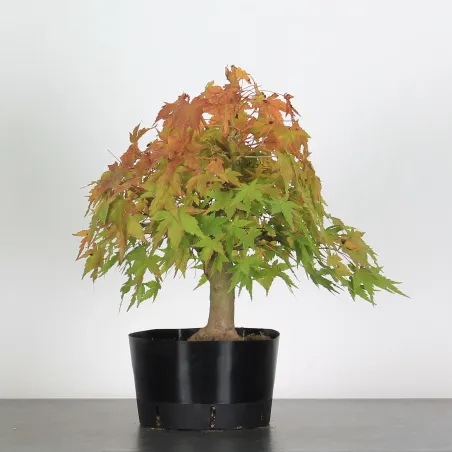 Bonsai Acer Palmatum AP-2-7