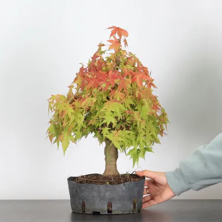 Bonsai Palmatum AP-2-11