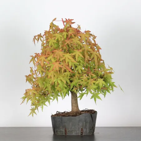 Bonsai Acer Palmatum AP-2-12