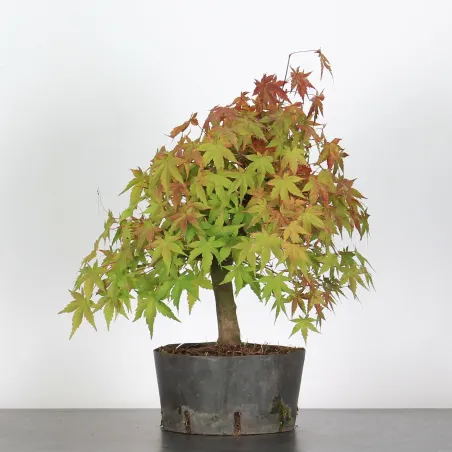 Bonsai Acer Palmatum AP-2-13