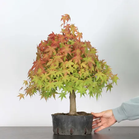 Bonsai Acer Palmatum AP-2-15