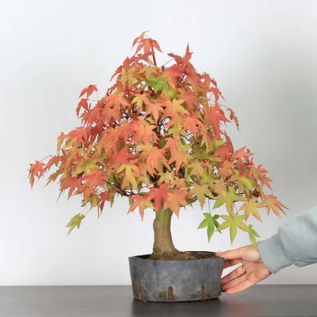 image supplémentaire - ACER PALMATUM AP 2-16