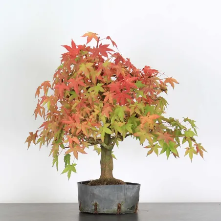 Bonsai Acer Palatum AP-2-16