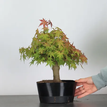 Bonsai Acer Palmatum AP-1-15