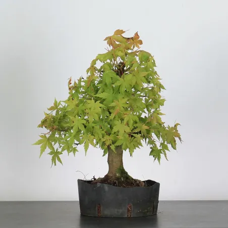 Bonsai Acer Palmatum AP-2-9