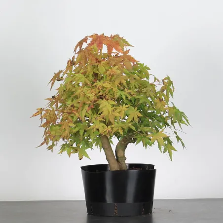 ACER PALMATUM AP 2-25