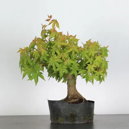 ACER PALMATUM AP 2-26