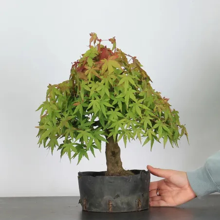 Palmatum Maple Bonsai AP-3-1