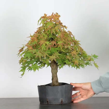 Bonsai Acer Palmatum AP-3-2