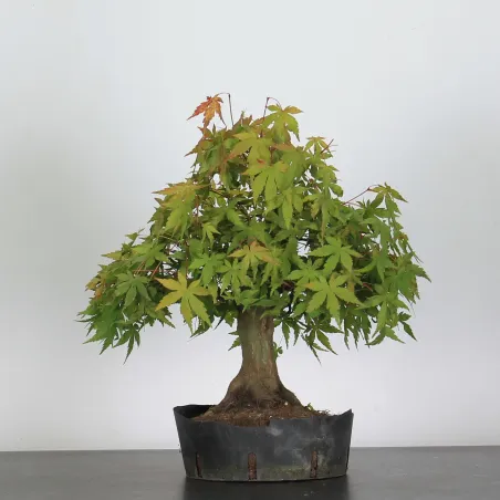 Bonsai Acer Palmatum AP-3-4