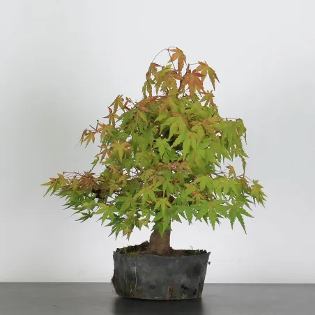 image supplémentaire - ACER PALMATUM AP 3-7