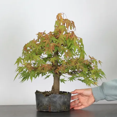 Bonsai Acer Palmatum AP-3-7