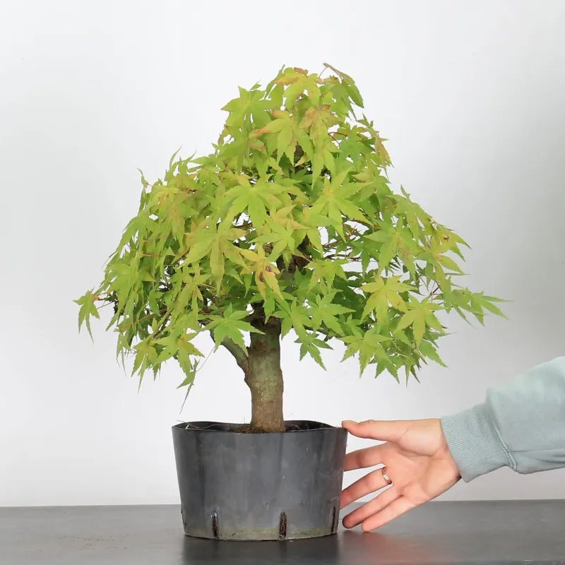 OFFRE D'AUTOMNE ERABLE DU JAPON "ACER PALMATUM" AP 3-9