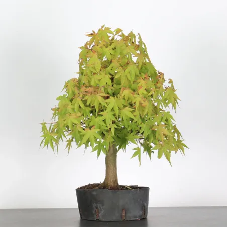 ACER PALMATUM AP 3-12