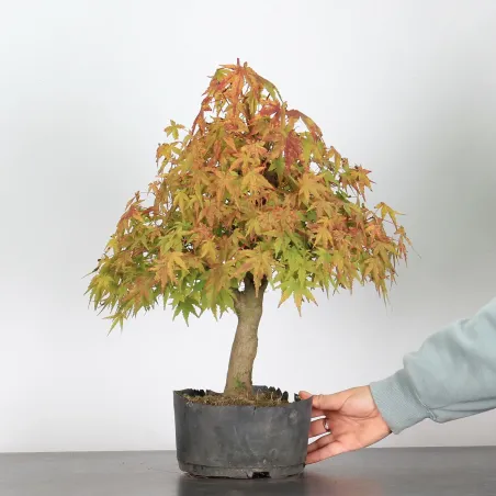 OFFRE D'AUTOMNE ERABLE DU JAPON "ACER PALMATUM" AP-4-2