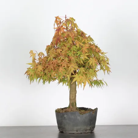 image supplémentaire - ACER PALMATUM AP-4-2