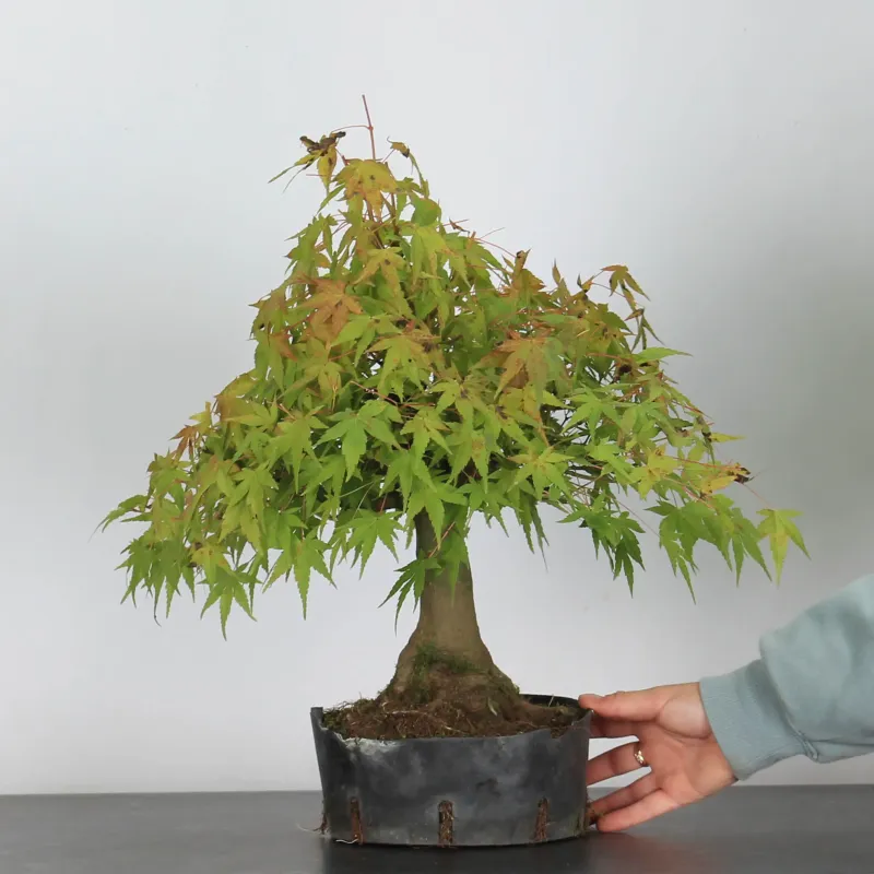 Bonsai Acer Palmatum AP-4-3