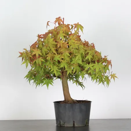 ACER PALMATUM AP-4-6