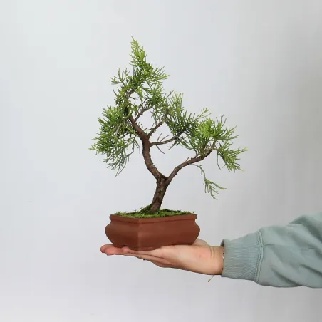 Bonsai Genévrier Shohin