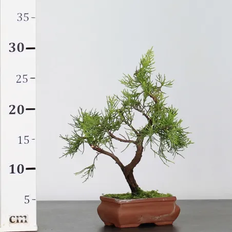 image supplémentaire - JUNIPERUS CHINENSIS SHOHIN 1-1