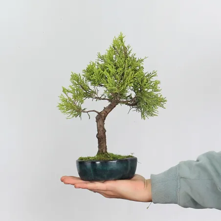 KIT BONSAI SHOHIN JUNIPERUS  1-2