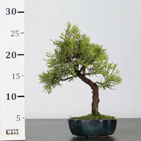 image supplémentaire - KIT BONSAI SHOHIN JUNIPERUS...