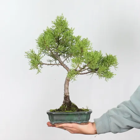 Bonsai Genévrier shohin