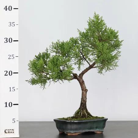 image supplémentaire - JUNIPERUS CHINENSIS SHOHIN 1-3