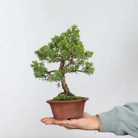 Bonsai Juniper Shohin