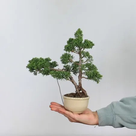 Bonsai Genévrier shohin