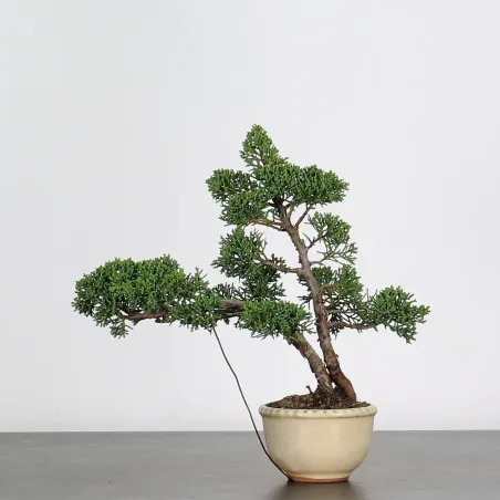 image supplémentaire - JUNIPERUS CHINENSIS SHOHIN 1-5