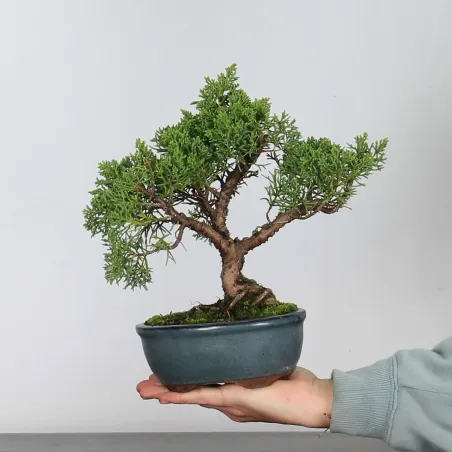 Bonsai Juniper Shohin