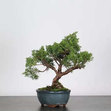 image supplémentaire - JUNIPERUS CHINENSIS SHOHIN 1-6