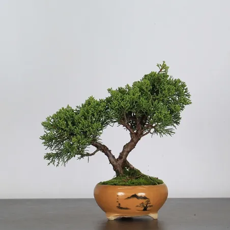 image supplémentaire - JUNIPERUS CHINENSIS SHOHIN 1-7