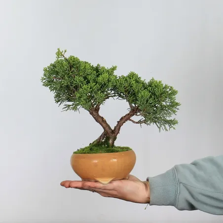 Bonsai juniper shohin