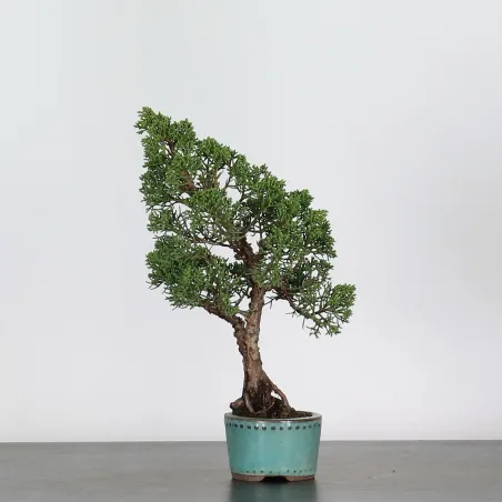 Bonsai Genévrier Shohin