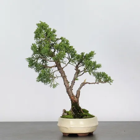 image supplémentaire - JUNIPERUS CHINENSIS SHOHIN 1-9