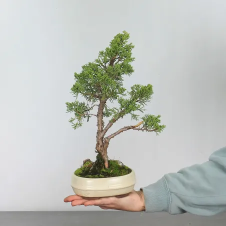 GENÉVRIER SHOHIN "JUNIPERUS CHINENSIS KISHU" 1-9