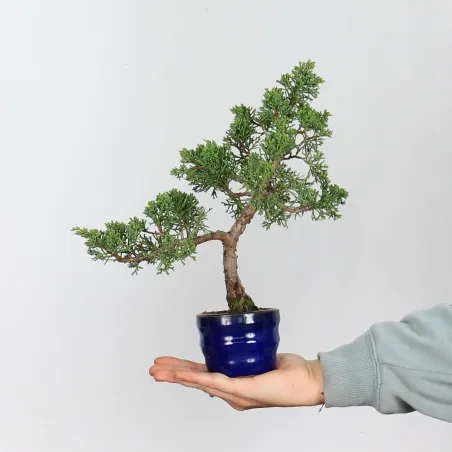 JUNIPERUS CHINENSIS SHOHIN 1-10