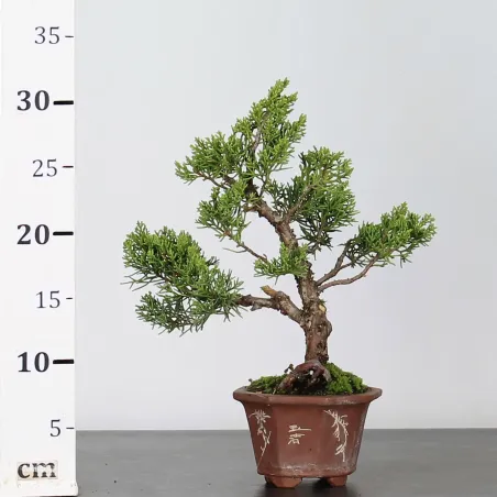 image supplémentaire - JUNIPERUS CHINENSIS SHOHIN...