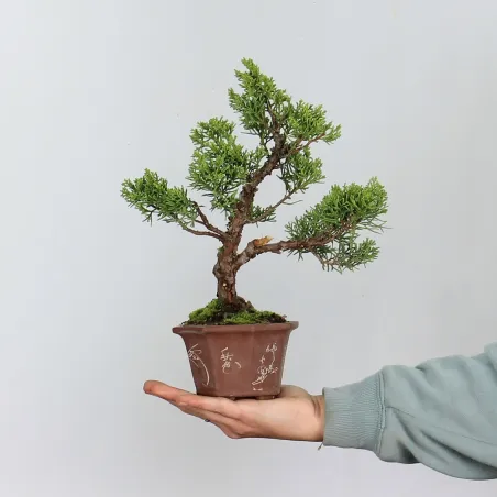 GENÉVRIER SHOHIN "JUNIPERUS CHINENSIS KISHU" 1-11